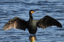 Szkody wyrządzone przez dzikie ptaki: czy będą rekompensaty?