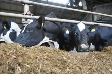 Długie cząsteczki paszy stymulują proces przeżuwania, odłykania oraz aktywność ruchową żwacza.