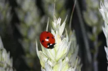 Biedronka siedmiokropka biologiczna ochrona zbóż