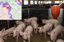 ASF w woj. wielkopolskim