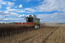 Rzepakowe żniwa na Wielkopolsce