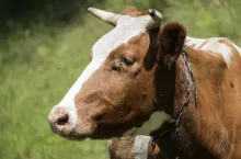 Cow head profile. Flies fly around and creep into her eyes (Bos taurus taurus)