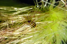 Uwaga! Stonka kukurydziana pierwszy raz w historii na polach Warmii i Mazur