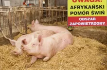 Wysyp ognisk ASF w Wielkopolsce!