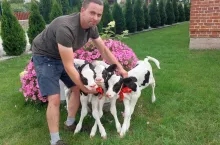 Piękne trojaczki w oborze pod Śremem. Zobacz cudne cielaczki [FOTO]