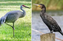 Urzędnicy od 5 lat ”rozwiązują” problem szkód wyrządzanych przez ptaki. A rolnicy wciąż liczą straty