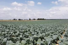 Plantacja kapusty głowiastej