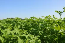 gorczyca, miedzyplon