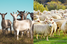 Polska posiada status kraju wolnego o pomoru małych przeżuwaczy.