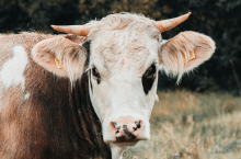 Ceny masła w Niemczech stabilne, a mleko w proszku tanieje