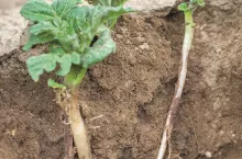 rizoktonioza ziemniaka objawy