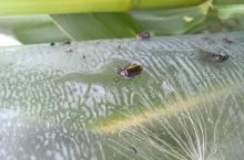 Stonka kukurydziana odłowiona pod koniec lipca na płn.wsch. Polski.