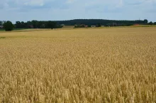 zboże, pole, pszenica