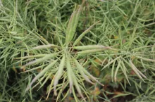 Od dwóch sezonów rzepak jest uprawiany w gospodarstwie w strip-tillu