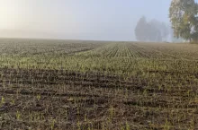 pole las zasiewy wschody