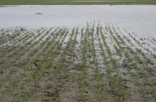 zboża, zastoiska wodne, zalane rosliny