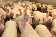 Ceny tuczników spadają! Ile za świnie aktualnie płacą skupy?