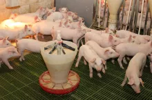 Śruta dla świń powinna być drobna, ale nie pylista, ponieważ uszkadza ona śluzówkę przełyku i żołądka.