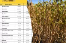 80 tys. ha pod uprawę soi. Polscy rolnicy pobili rekord