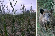 Armagedon w kukurydzy. Prawdziwa plaga z dzikami