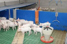 Duży udział produktów mlecznych w paszy sprawdza się jedynie w okresie przebywania prosiąt przy maciorach oraz krótko po odsadzeniu