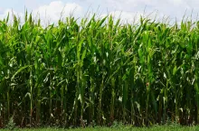 W ramach Święta Kukurydzy zwiedzający będą mogli dopytać o każdy szczegół dotyczący uprawy i zbioru kukurydzy.