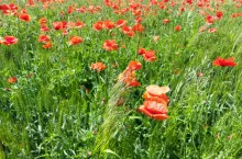 chwasty pszenica wiosna