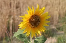909026