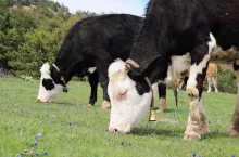 Choroby bydła w UE. Które z nich niosą największe ryzyko?
