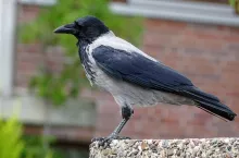 Od połowy lipca na terenie Warszawy mieszkańcy zauważają coraz większą liczbę padnięć ptaków z rodziny krukowatych, szczególnie wron siwych.