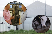 Polskie biogazownie, hodowla bydła