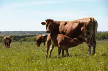 Rynek bydła w UE: Niemcy i Dania z wyraźnym wzrostem