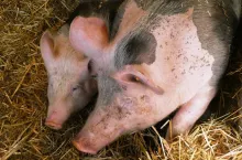 Hiszpania wprowadza opłatę dla hodowców trzody chlewnej