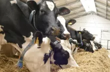 Zwiększenie jakości i gęstości składników pokarmowych w dawce może pozwolić krowom na wyższe ich pobranie, a tym samym w pewnym stopniu zmniejszyć bilans energetyczny