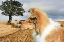 Emilce z Ranczo Laszki zarzucają złe podejście do zwierząt. Burza w komentarzach