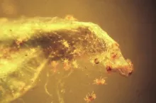 Przędziorek chmielowiec