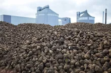 Kampania buraczana w Pfeifer & Langen Polska wystartowała 23 sierpnia