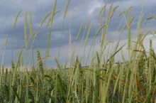 Jakie metody są skuteczne w zwalczaniu odpornych chwastów?