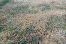 słoma, ściernisko, resztki pożniwne