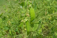 SAMSUNG DIGITAL CAMERA