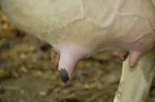 Pojawienie się niewielkiego obrzęku można uznać za normę, jednak o poważnym problemie zdrowotnym wynikającym z nieprawidłowego żywienia wskazuje już duży obrzęk sięgający aż do pępka.