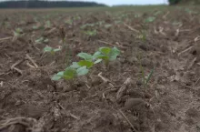 Jak skutecznie zwalczyć chwasty w rzepaku przedwschodowo?