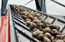 Linia transportowa ziemniaków