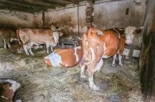 A group of cows in a barn.