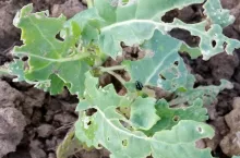 Ciepłe lato sprzyja armii szkodników w oziminach. Jak je zwalczać?