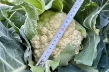 Produkcja kalafiorów