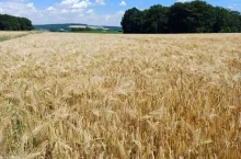 jęczmień ozimy