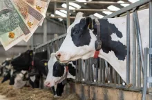 TOP 20 największych mleczarni na świecie. Francuzi i Chińczycy trzymają się mocno