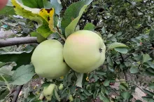 Boiken, Landsberska czy Signe Tillisch sa odmianami doskonałymi na przetwory, choć Signe Tillisch czy Landsberska można potraktować również jako deserowe