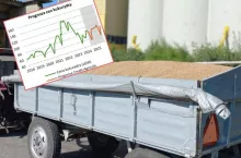 Kiedy najlepiej sprzedać zboże? Prognozy cen pszenicy i kukurydzy